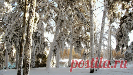 Белые одежды