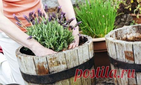 Контейнерный сад – какие растения выбрать и как их красиво скомпоновать | Цветники и клумбы (Огород.ru)