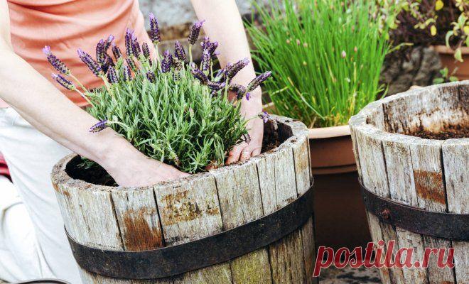 Контейнерный сад – какие растения выбрать и как их красиво скомпоновать | Цветники и клумбы (Огород.ru)