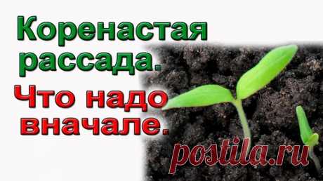 Подготовка семян к посеву.   Строго обязательно. | Сад по-взрослому с В.Шадриным | Дзен
