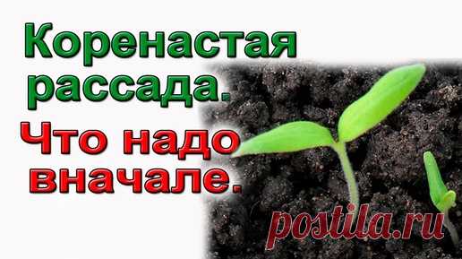 Подготовка семян к посеву.   Строго обязательно. | Сад по-взрослому с В.Шадриным | Дзен