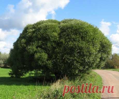 Ива ломкая, или Ракита, сорт ‘Bullata’.