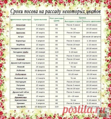 Рассада. Когда и что сажать ?
Ориентировочные даты посева рассаду основных овощных культур для средней полосы России:
Сельдерей. Посадка – 25 мая. Возраст рассады – 70-80 дней, от посева до всходов – до 15 дней. Посев – после 25 февраля.
Сладкий перец. Посадка в теплицу – 5 июня. Возраст рассады – до 70 дней, от посева до всходов – 12-14 дней. Посев – после 10 марта.
Капуста белокочанная ранняя. Посадка – после 20 мая. Возраст рассады – до 50 дней, от посева до всходов – 5 дней. Посев – 15 м