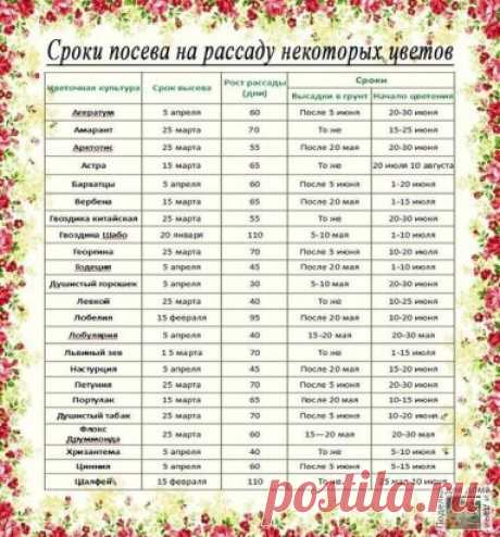 Рассада. Когда и что сажать ?
Ориентировочные даты посева рассаду основных овощных культур для средней полосы России:
Сельдерей. Посадка – 25 мая. Возраст рассады – 70-80 дней, от посева до всходов – до 15 дней. Посев – после 25 февраля.
Сладкий перец. Посадка в теплицу – 5 июня. Возраст рассады – до 70 дней, от посева до всходов – 12-14 дней. Посев – после 10 марта.
Капуста белокочанная ранняя. Посадка – после 20 мая. Возраст рассады – до 50 дней, от посева до всходов – 5 дней. Посев – 15 м