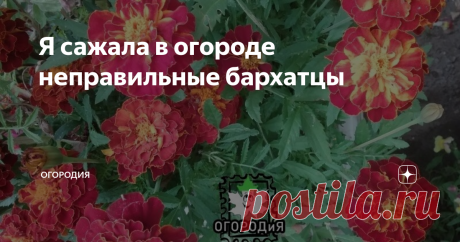 Я сажала в огороде неправильные бархатцы В последнее время в огороде не сажала, а теперь хочу дать им место даже в теплице. Почему?  Все из-за одного рассказа заядлого дачника.
Чем мне не нравились бархатцы (тагетес, чернобривцы)
Земля после них жесткая (мягкая, например, после лука).