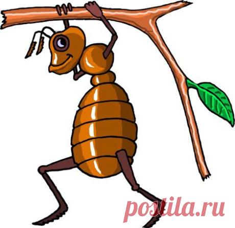 Гуманные методы борьбы с муравьями на дачном участке.