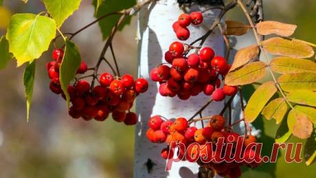 Праздники – 10 Сентября • День разноцветных букетов • Всемирный день предотвращения самоубийств (World Suicide Prevention Day) • День памяти преподобного Моисея Мурина • День памяти преподобного Саввы Крыпецкого, Псковского • Праздник обретения честных мощей преподобного Иова Почаевского • День детей - Гондурас • Национальный день - Белиз • День учителя - Китай • День наследия американских индейцев - Гайана • Национальный день - Гибралтар • День обеда за просмотром телевизора (National TV…