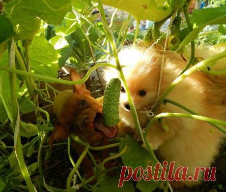 (44) Одноклассники