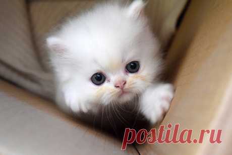 Как укрепить связь с кошкой