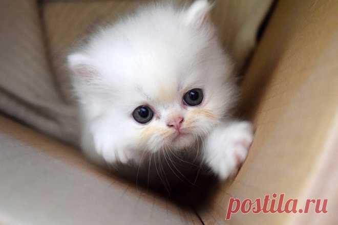 Как укрепить связь с кошкой