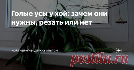 Голые усы у хой: зачем они нужны, резать или нет Статья автора «ХоЙя и другие☆Делюсь опытом» в Дзене ✍:  Ничего уж тут не поделаешь, есть такая особенность у всех хой: пускать длинные голые плети.