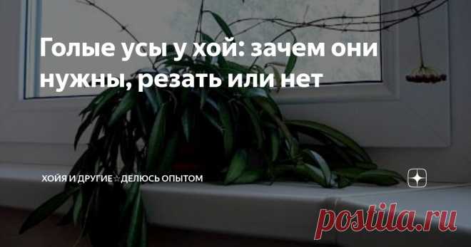 Голые усы у хой: зачем они нужны, резать или нет Статья автора «ХоЙя и другие☆Делюсь опытом» в Дзене ✍:  Ничего уж тут не поделаешь, есть такая особенность у всех хой: пускать длинные голые плети.