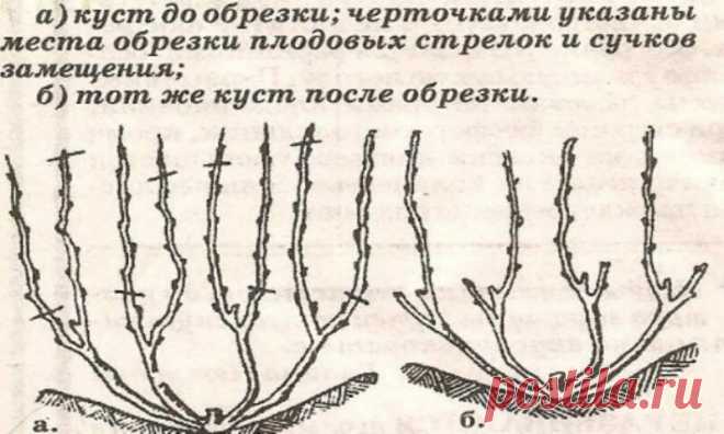 Схема обрезки винограда осенью для новичков | Лайфхаки и полезные советы | Яндекс Дзен