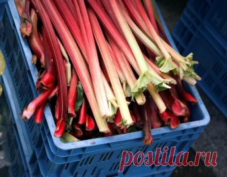 Ревень — 'растение для пирогов'. Ревень пироги заготовки на зиму из ревеня