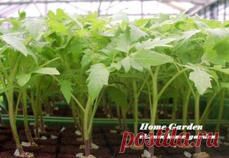 О технике высаживания семян в кипяток!!!.