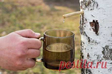 Природный лекарь: когда и как нужно собирать березовый сок — Дачный участок