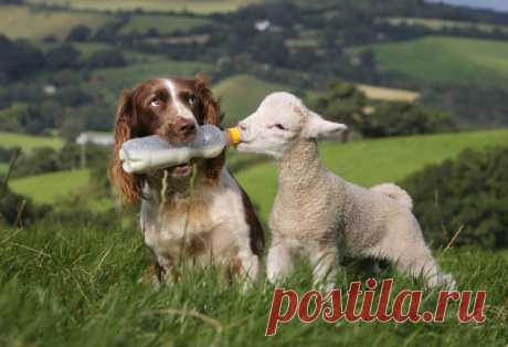 16 животных, которые знают, что такое настоящая взаимовыручка