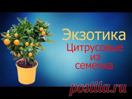 Экзотика. Цитрусовые из семечка. Как заставить цвести!!!