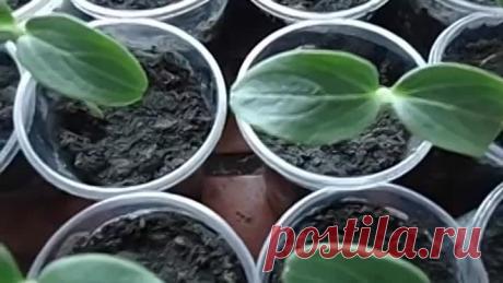 КАК ПОЛУЧИТЬ РАННИЙ УРОЖАЙ ОГУРЦОВ