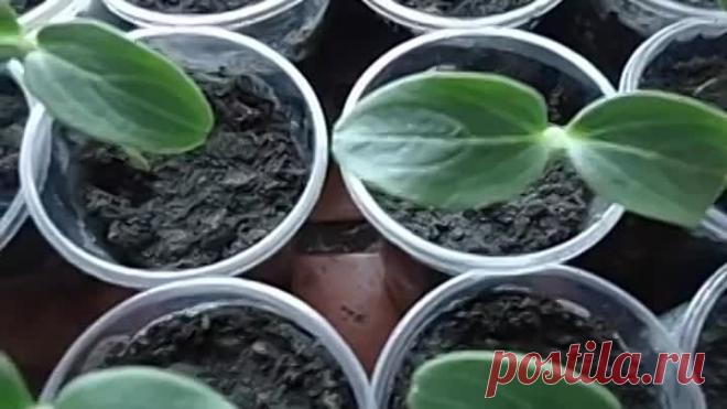 КАК ПОЛУЧИТЬ РАННИЙ УРОЖАЙ ОГУРЦОВ