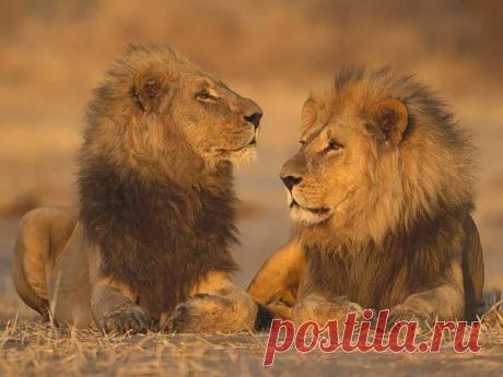 Фото Без названия. Альбом ЦАРЬ ЗВЕРЕЙ - 50 фото. Фотографии ⊰✿⊱ ОЛЬГА ⊰✿⊱.