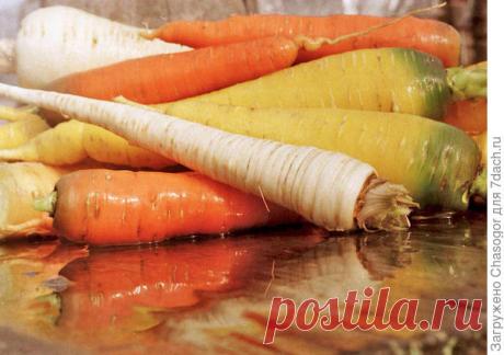 Выращивание корневой петрушки