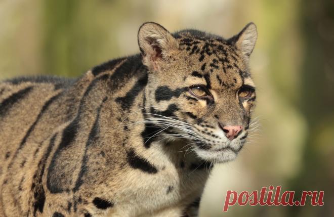 clouded leopard Ouwehand 9K2A1689 | safi kok | Flickr