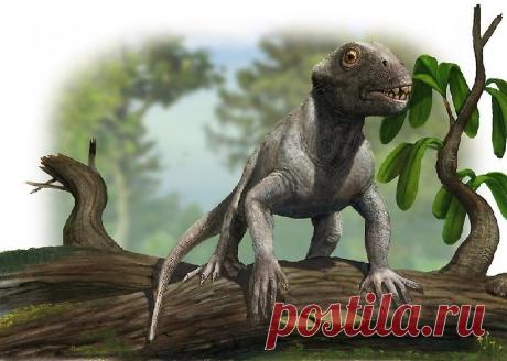 Палеонтологи обнаружили под Кировом две редких находки - скелеты мелких древних рептилий | Наука и технологии