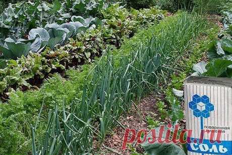 🌱СОЛЬ В ОГОРОДЕ... 🌱

Вот, например, видим на томатах первые признаки фитофтороза. Чтобы спасти плоды, надо ускорить их созревание. В этих целях обычно советуют подкормить томаты калием и фосфором. Но есть способ лучше и проще. Возьмите на 1 л воды 100 г поваренной соли и этим раствором опрыскайте заболевшие растения.

После такого опрыскивания листья пожелтеют и опадут, рост растений приостановится и вся их сила пойдет на созревание плодов. Кроме того, тонкая солевая пл...