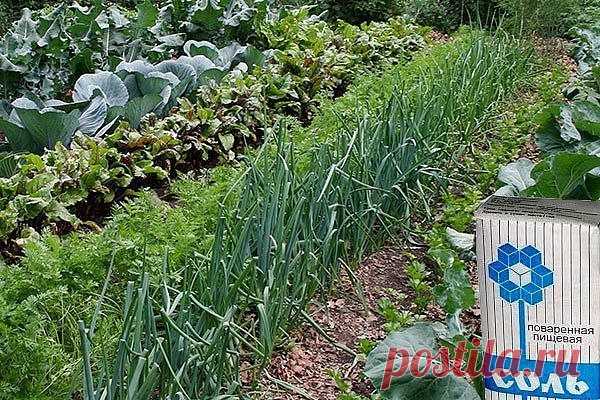 🌱СОЛЬ В ОГОРОДЕ... 🌱

Вот, например, видим на томатах первые признаки фитофтороза. Чтобы спасти плоды, надо ускорить их созревание. В этих целях обычно советуют подкормить томаты калием и фосфором. Но есть способ лучше и проще. Возьмите на 1 л воды 100 г поваренной соли и этим раствором опрыскайте заболевшие растения.

После такого опрыскивания листья пожелтеют и опадут, рост растений приостановится и вся их сила пойдет на созревание плодов. Кроме того, тонкая солевая пл...