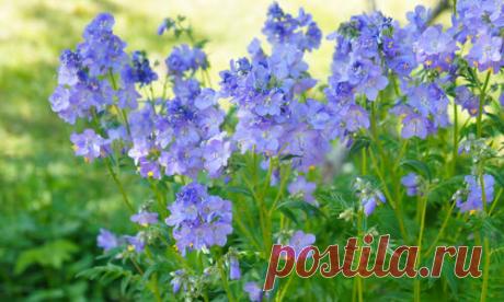 Среди многолетников, в период цветения создающих в миксбордерах чистую холодную гамму, выделяется синюха голубая. Благодаря красивым листьям, очаровательным нежным цветкам