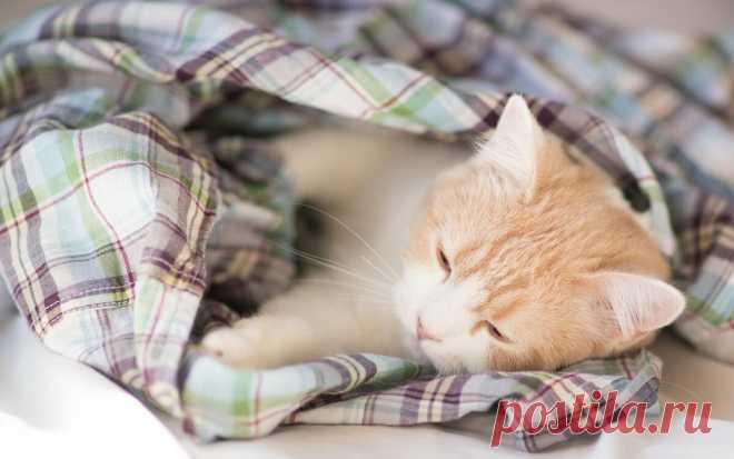 5 причин, почему кошка прячется под одеяло. Причины, когда кошка прячется в темные места. Почему кошке разрешают спать в постели хозяина | Все про кошек | Дзен
