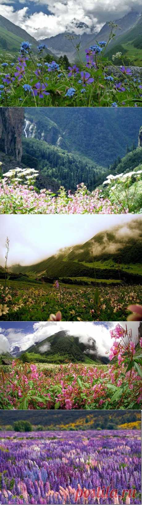 Гималайская Долина Цветов. Долина Цветов в Гималаях (Valley of Flowers National Park) — национальный парк на территории Всемирного биосферного заповедника, который находится высоко в горах в индийском штате Уттаракханд (прежнее название — Уттаранчал) примерно в 600 км к северо-западу от Дели.