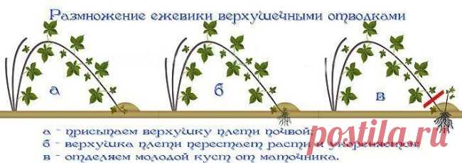 Размножение растений отводками