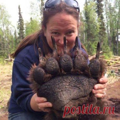 Ничего себе лапка Гризли