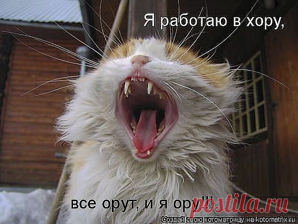Мартовские трели кошаков !