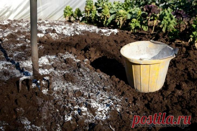 Для чего нужна гашеная известь на даче и в огороде В гашеной извести содержатся калий, кальций, магний. При помощи известковых составов отпугивают грызунов, регулируют кислотность почвы и придают вязкость жидким строительным смесям. И это далеко не вс...