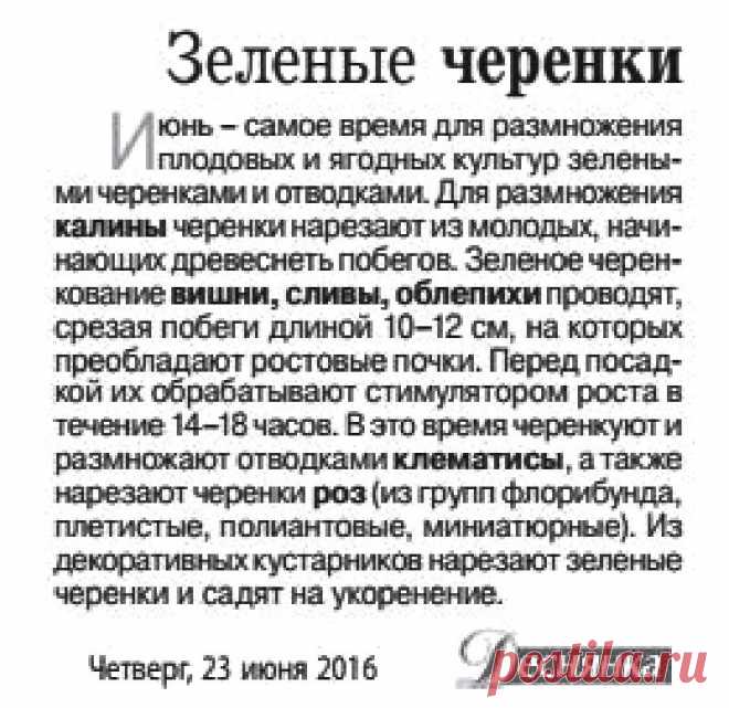 Зеленое черенкование