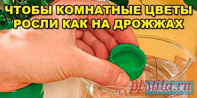 ВСЕГО СЕМЬ ПРИЕМОВ, ЧТОБЫ КОМНАТНЫЕ ЦВЕТЫ РОСЛИ КАК НА ДРОЖЖАХ.