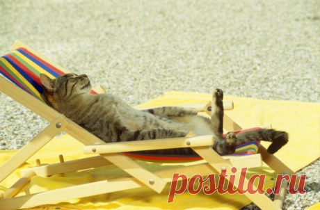 Счастливый котя | KotoMail.ru