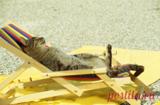 Счастливый котя | KotoMail.ru