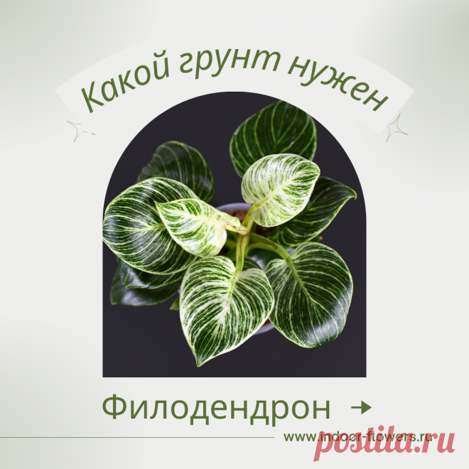 Филодендрон. Какой грунт нужен? Интересуетесь Филодендрон. Какой грунт нужен? ? Узнайте о разнообразных представителях этого вида, их уникальных особенностях и преимуществах. Получите полезные советы по уходу за Филодендрон. Какой грунт нужен? в домашних условиях, включая требования к освещению, поливу, температуре и влажности.