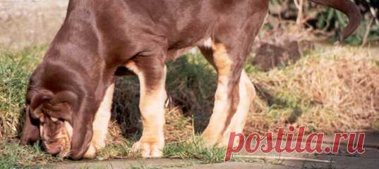 Для бладхаунда запах человека все равно что для полицейских — отпечаток пальца. Это делает их, пожалуй, лучшими ищейками на свете.