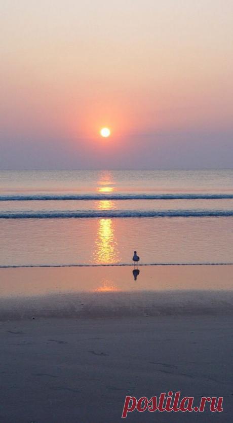 Seagull Daytona Beach Florida Shore Ocean Sunrise | Colleen DeSante приколол(а) это к доске irealand 2014