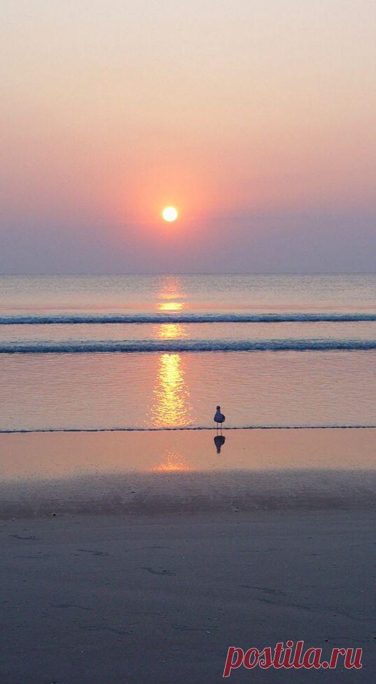 Seagull Daytona Beach Florida Shore Ocean Sunrise | Colleen DeSante приколол(а) это к доске irealand 2014