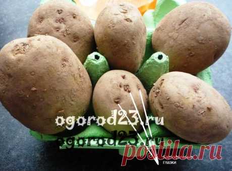 Подготовка картофеля к посадке - проращивание, озеленение
