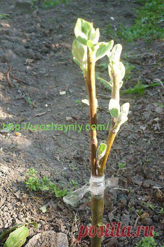 Прививка плодовых деревьев в расщеп. Автор Лев Шишкин.
Дневник Елена-надежда