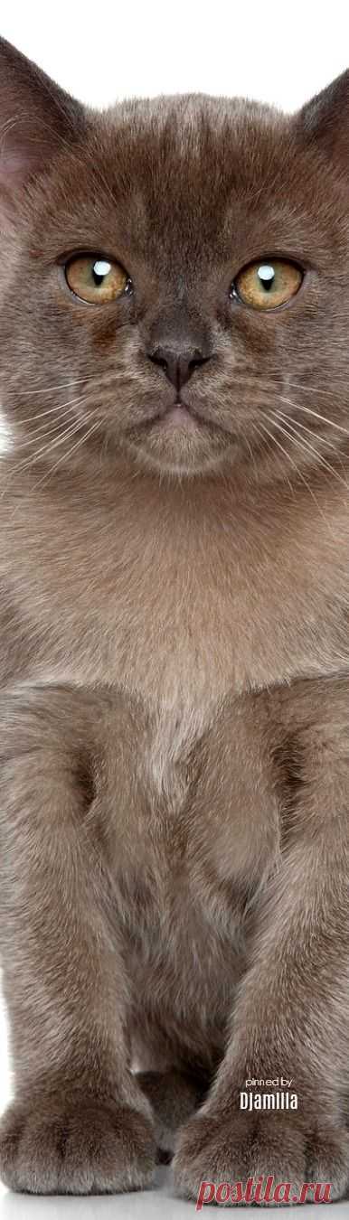 (9) Pinterest