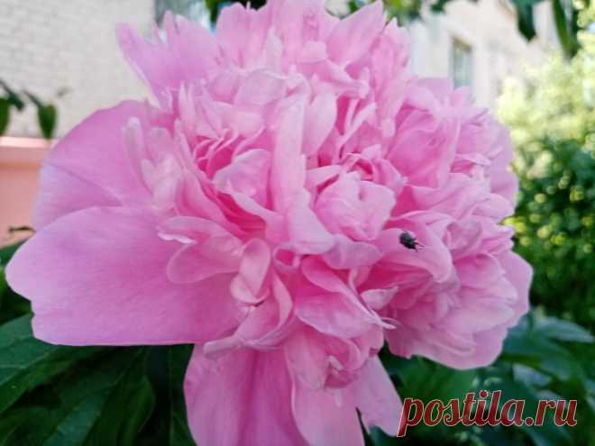 Как заставить пионы цвести пышнее на следующий год: августовская подкормка, о которой знают не все. Пока отцветшие кусты пионов кажутся лишь зеленым фоном сада, опытные цветоводы знают: именно сейчас решается судьба будущего цветения.