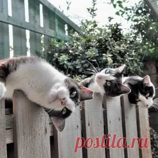 (878) Pinterest